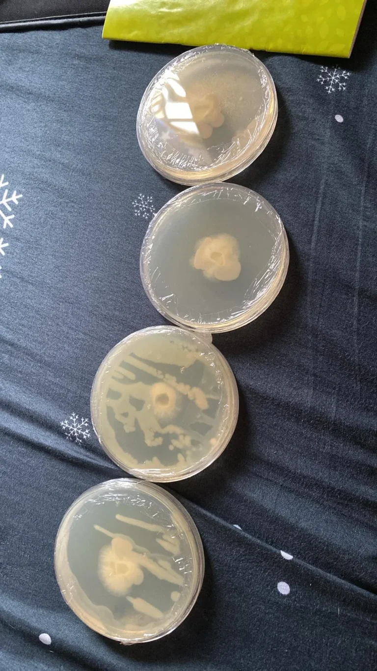 The Ultimate Agar-Agar Setting Problems Troubleshooting Guide