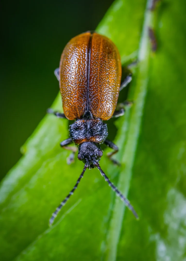 The Ultimate Guide to Bug Reports: From Basics to Best Practices