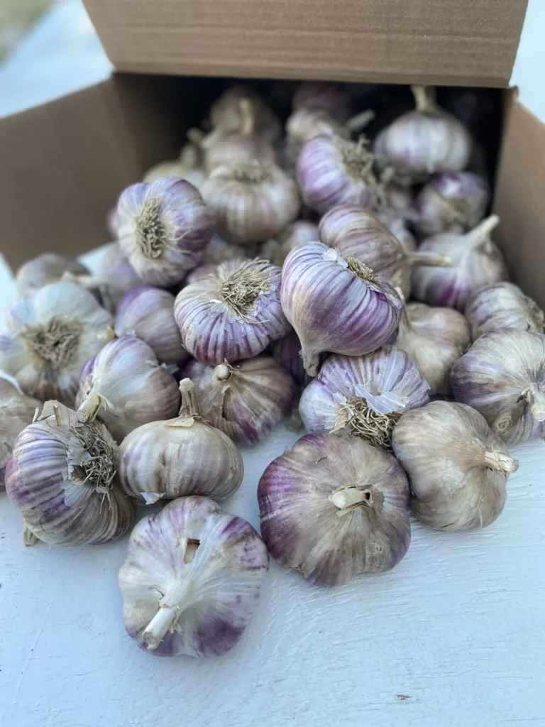 Where to Buy Bulk Garlic Bulbs: A Comprehensive Guide