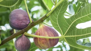 Fig Syrup in the Commercial Kitchen: 10 Unexpected Ways to Elevate Savory Dishes (And Why You’re Probably Underusing It)