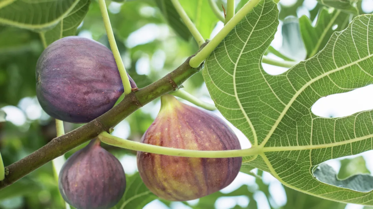 Fig Syrup in the Commercial Kitchen: 10 Unexpected Ways to Elevate Savory Dishes (And Why You’re Probably Underusing It)