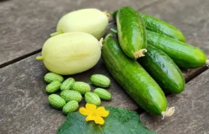 Why Do Cucumbers Taste Different Lately? Let's Dive In