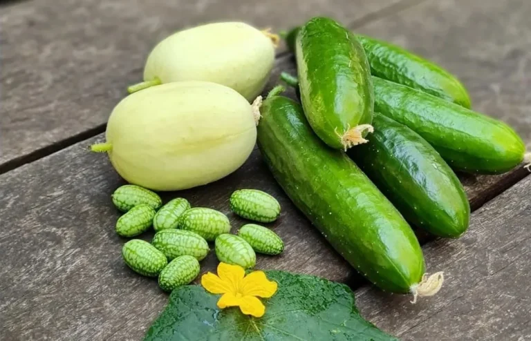 Why Do Cucumbers Taste Different Lately? Let's Dive In