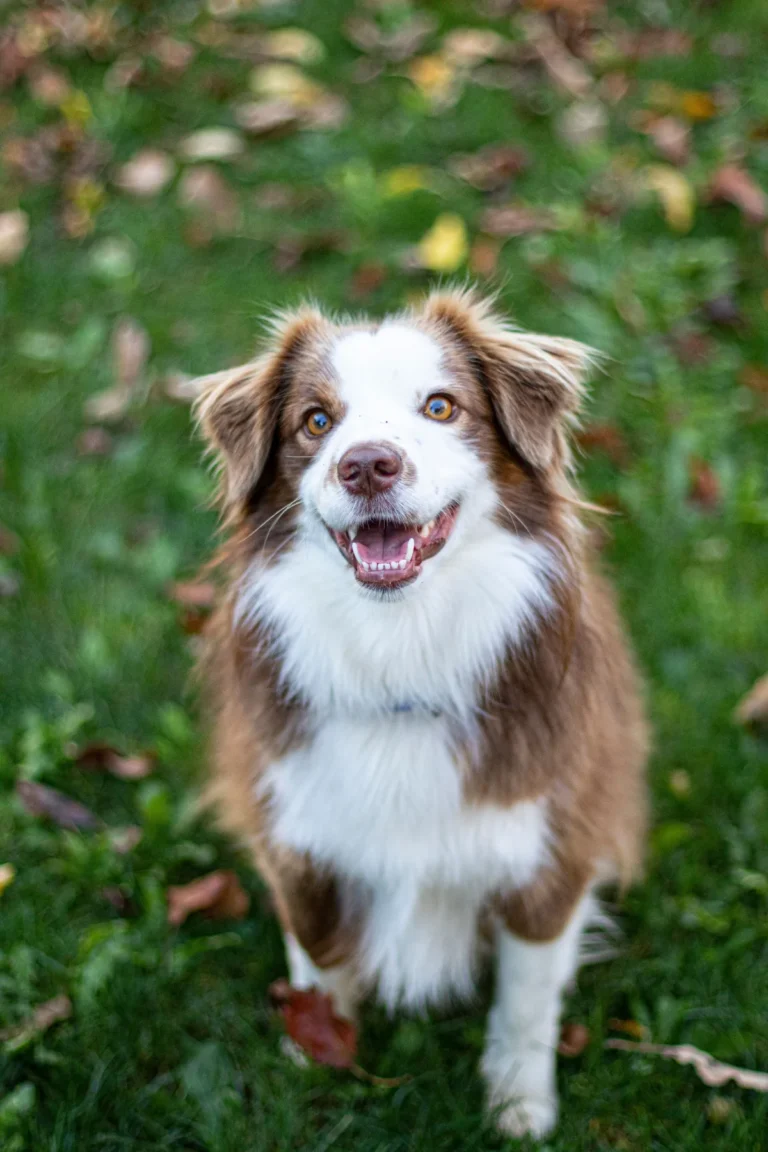Dog Biscuits with Safe Salmon Puree: A Nutritious Treat for Your Furry Friend