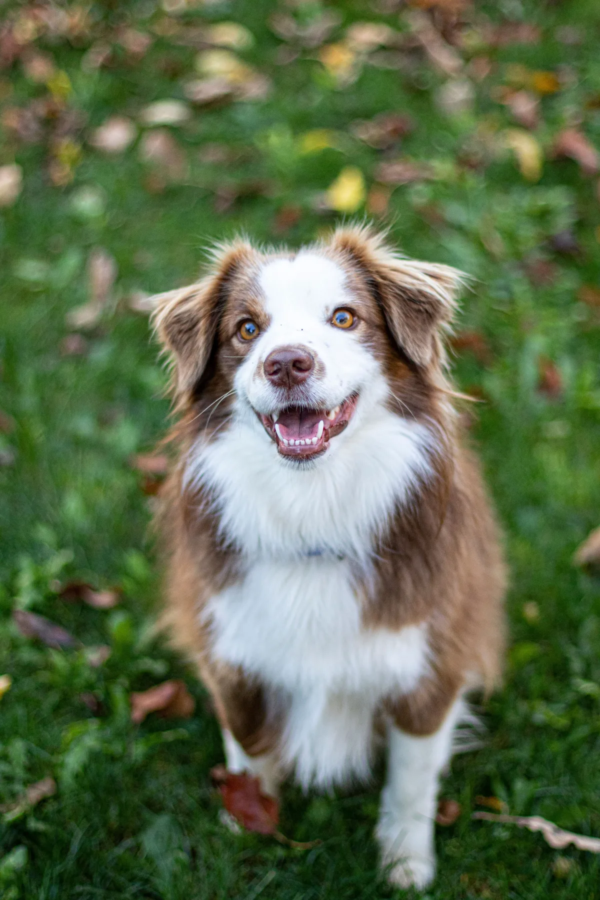 Dog Biscuits with Safe Salmon Puree: A Nutritious Treat for Your Furry Friend