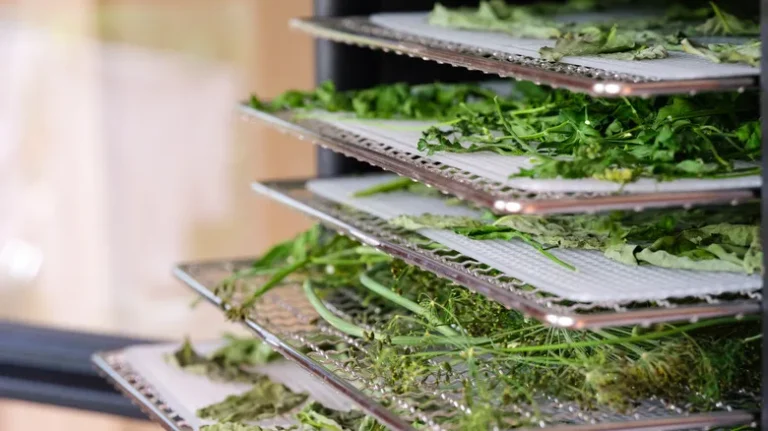Drying Herbs and Fruits: Simple Dehydration Techniques