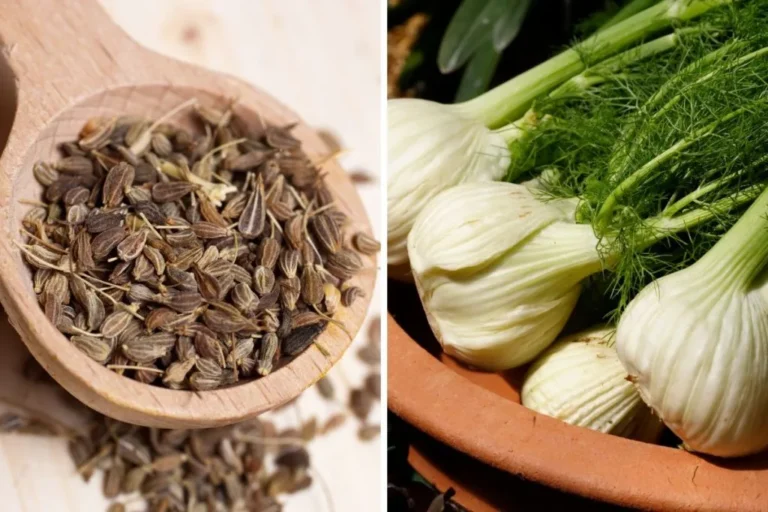 Fennel Seed vs. Anise Substitute: A Deep Dive into Flavor and Functionality