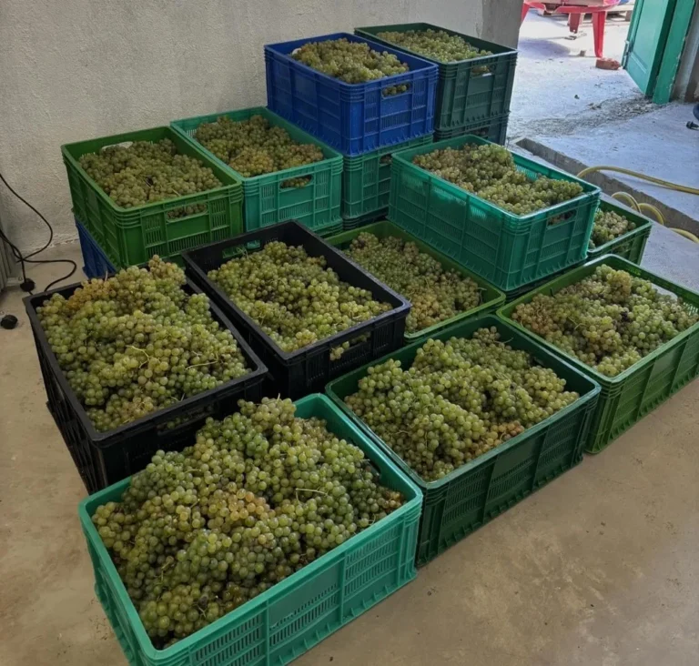 Mastering Grape Prep: A Comprehensive Guide to Handling Lots of Grapes