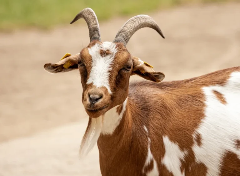 Goat Recipes Beyond Caribbean and Mexican Cuisines