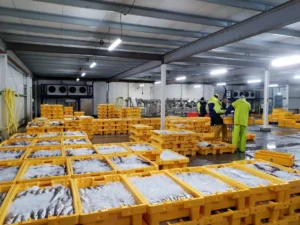 How to Inspect Frozen Seafood for Freshness Signs: A Chef’s Guide to Spotting Quality Before It Thaws