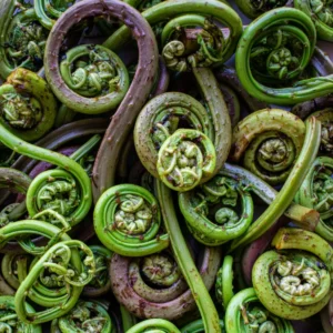 How to Source Fiddleheads for Commercial Kitchens: A Chef’s Guide to Seasonal Foraged Delicacies