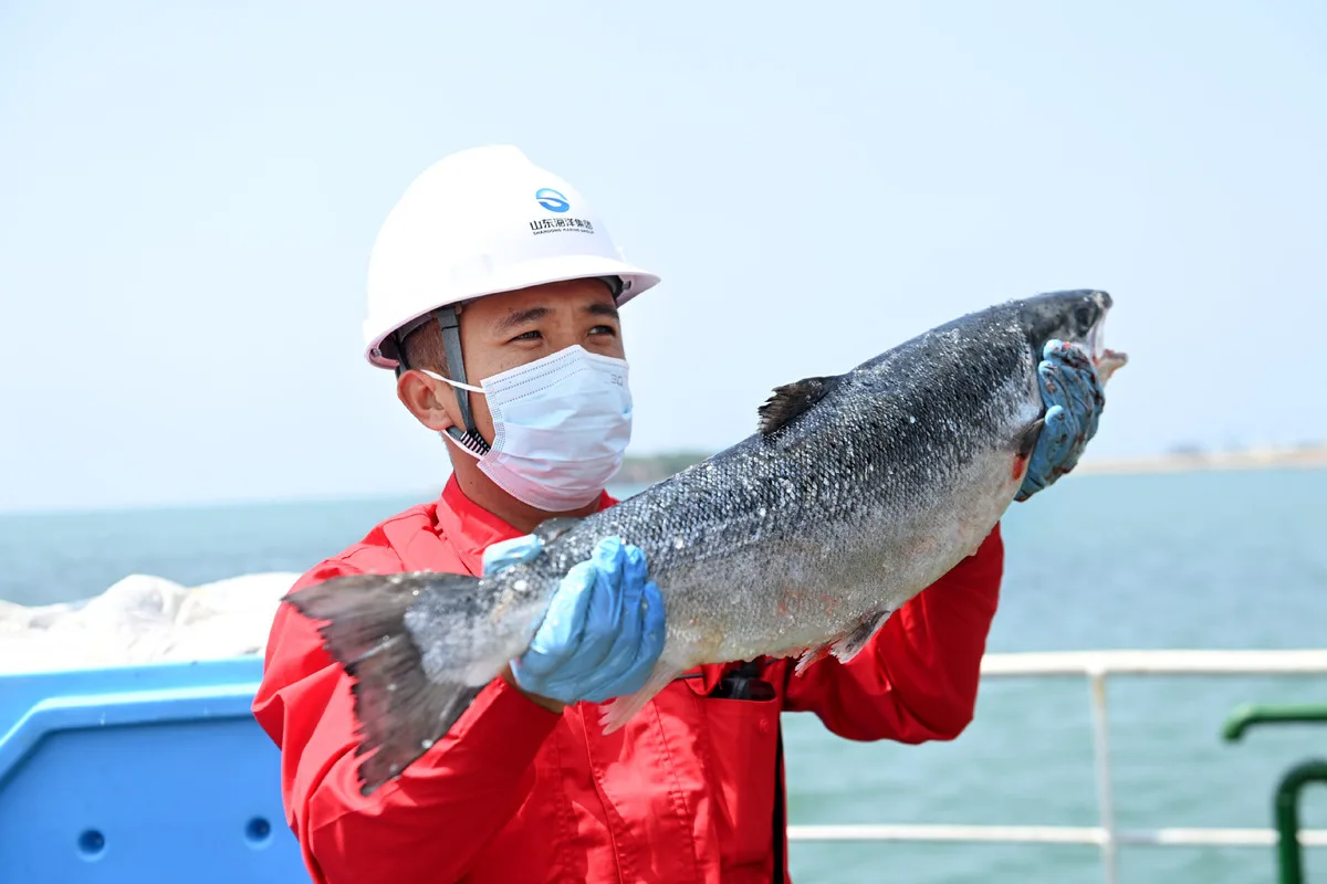 Is Salmon Safe to Eat? A Deep Dive into Nutrition, Risks, and Best Practices