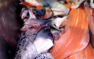 Mastering the Art of Fish Stock from Scraps