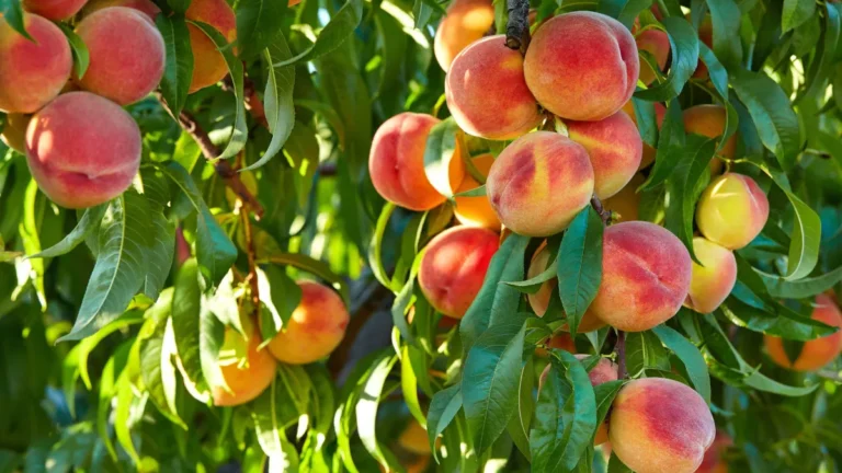 The Ultimate Guide to Peach Cobbler and Sub Restaurant Equipment for Your Commercial Kitchen