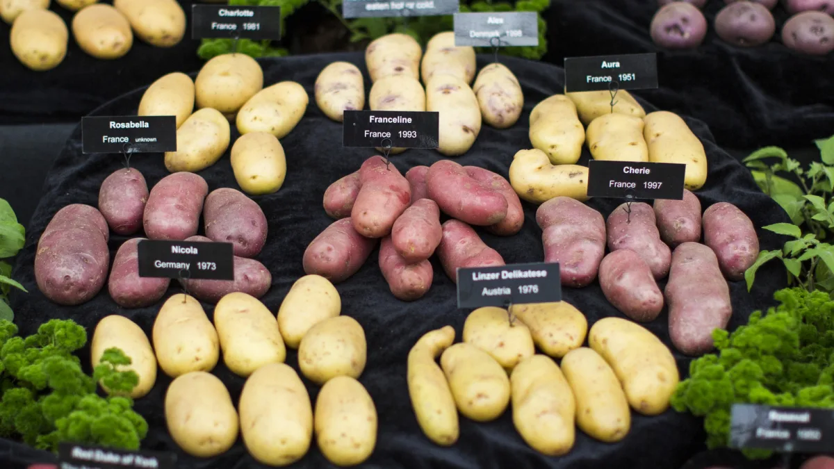 Potato Varieties Explained: Choosing Best Uses For Cooking