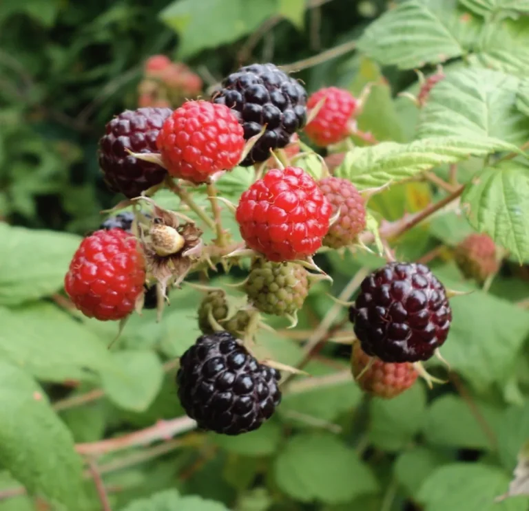 Raspberry Pie: To Rebake or Not to Rebake? Tips from a Seasoned Baker