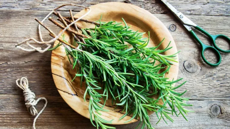 Rosemary: Creative Ways to Use It