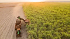 Sugarcane Oil's Low-Carbon Promise: Fact or Fiction?