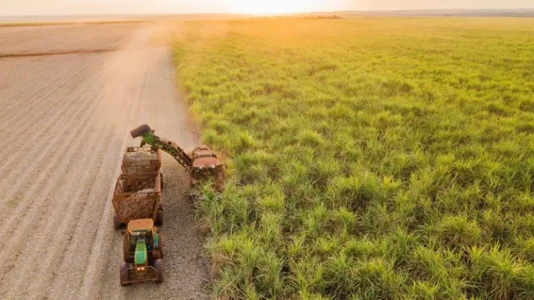 Sugarcane Oil's Low-Carbon Promise: Fact or Fiction?