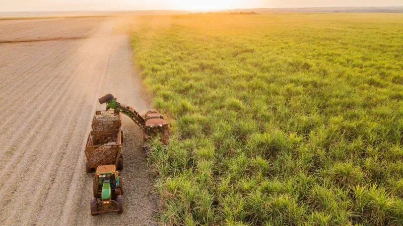 Sugarcane Oil's Low-Carbon Promise: Fact or Fiction?