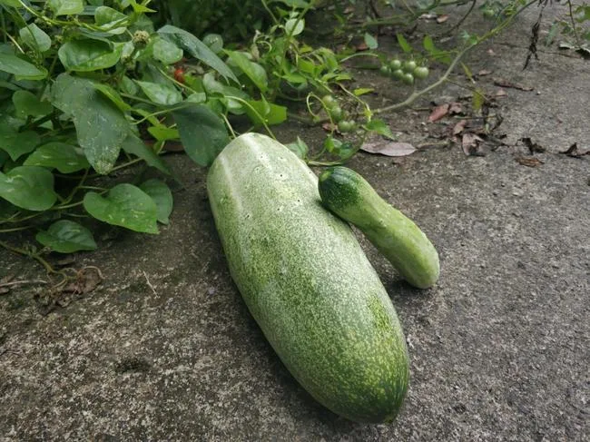 Making the Most of Underripe Cucumbers: Uses, Recipes, and Tips