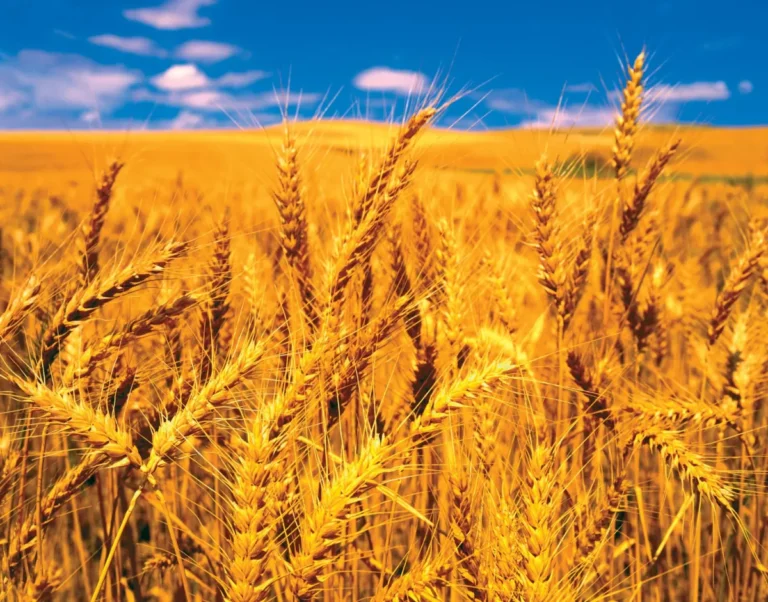 Wheat Dextrin: The Unsung Hero of Modern Kitchens and Beyond