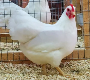 Why Is My Chicken White Inside But Pink Outside?