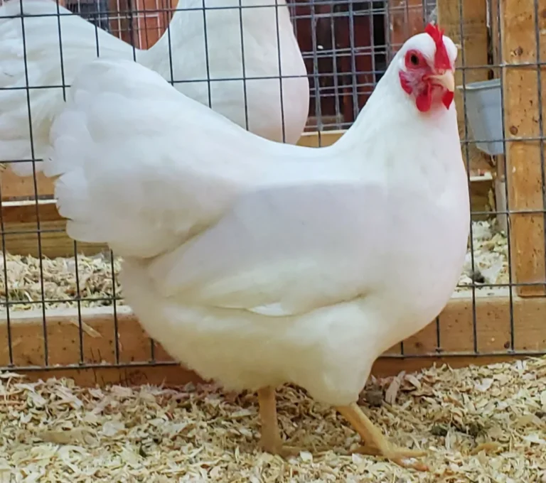 Why Is My Chicken White Inside But Pink Outside?