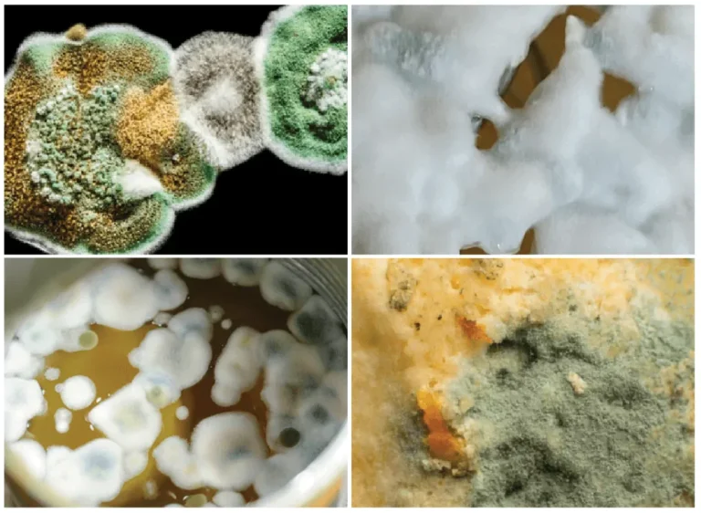 Yeast Issues: Troubleshooting Common Baking Problems
