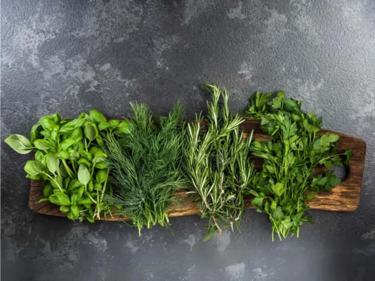 Cooking with Herbs: Beginner's Guide to Fresh Flavors