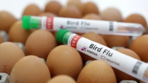 Bird Flu Fears? Are Pasteurized Eggs Still Safe to Eat?