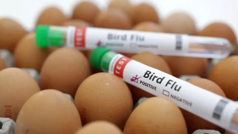 Bird Flu Fears? Are Pasteurized Eggs Still Safe to Eat?