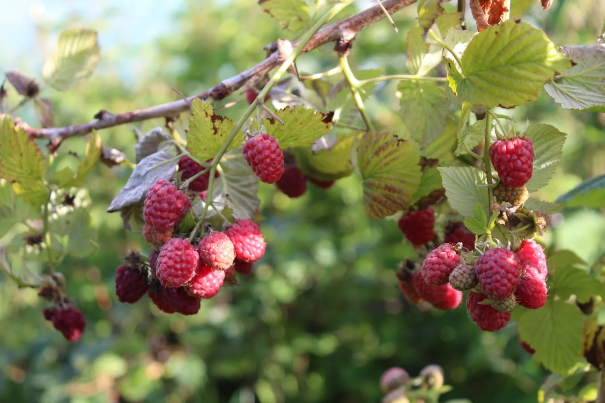 Raspberry Vinegar Uses in Commercial Kitchens: Elevating Flavors and Diversifying Menus
